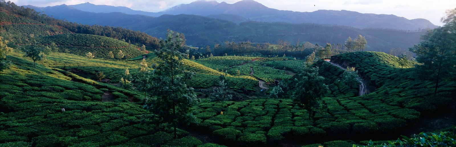 Madurai to Munnar Hill Escape